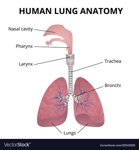 Real Human Respiratory System