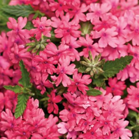 Superbena® Coral Red Verbena Hybrid Proven Winners