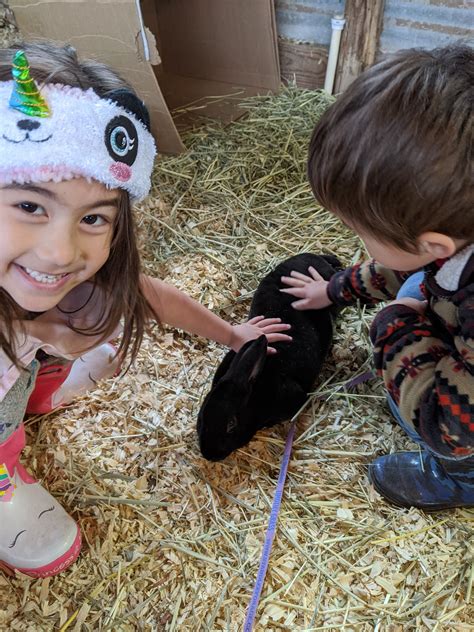 RoseOak Ranch: TAMUK Composite Meat Rabbits - Phenotype: Black Magpie