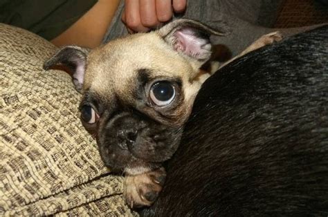 Girl frug puppy pug x French bulldog | in Sidcup, London | Gumtree