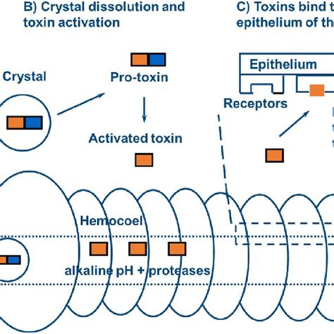 Schematic Diagram Illustrating The Mode Of Action Of Bacillus