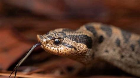 Hognose Snake Species Profile Facts And Care Guide The Reptile Pro