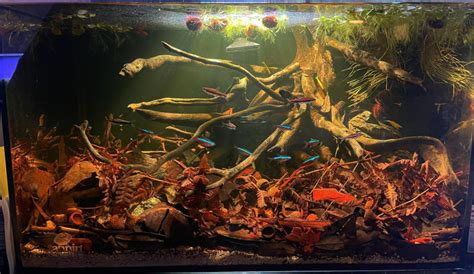 17 2 1 Blackwater Biotope Aquarium Science