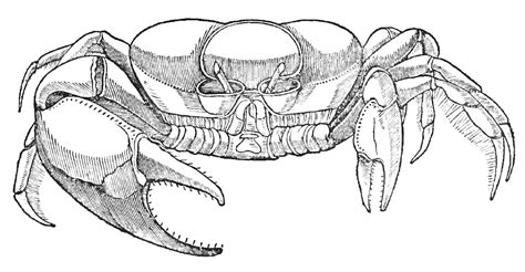 Fiddler Crab Diagram