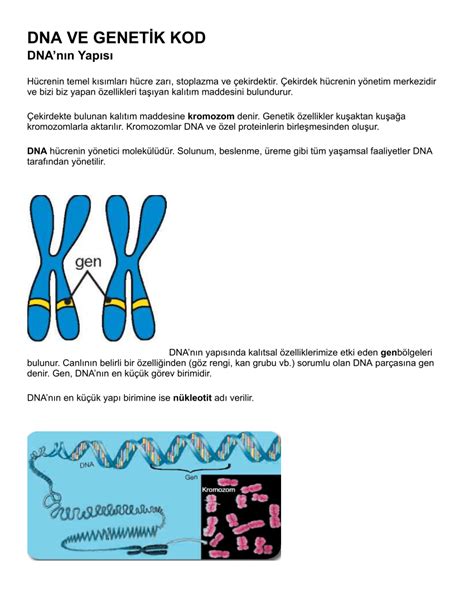 Pdf Dna Ve Genetİk Kod Dnanın Yapısı