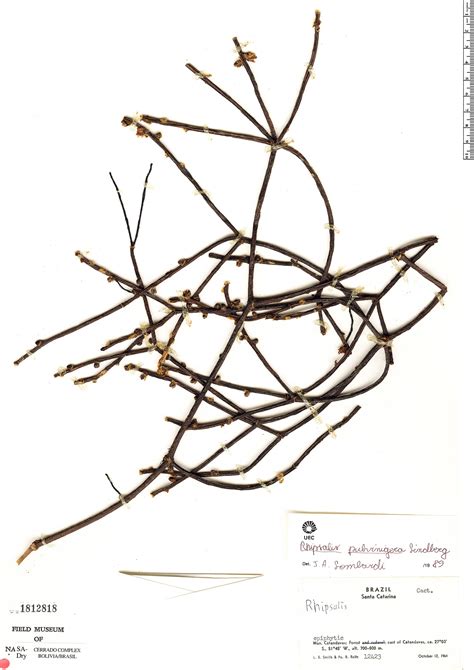 Rhipsalis Neves Armondii Rapid Reference The Field Museum