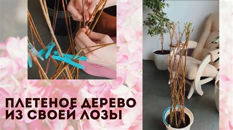 Первый урожай лозы, 😍 сплела дерево. Сорт ива американка гигантская ...