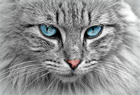 Cat Face Free Stock Photo Public Domain Pictures