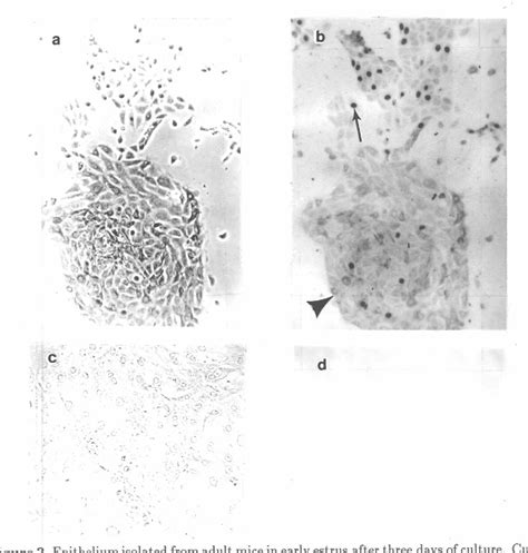 Figure 2 From Interactions Between Cultured Mouse Uterine Epithelial