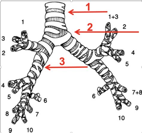 Anatomy Exam Clinical Considerations Flashcards Quizlet