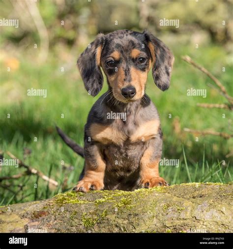 Miniature Dachshund Puppy Stock Photo Alamy