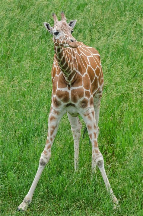Baby Reticulated Giraffe Portrait Stock Photo - Image of baby, cute