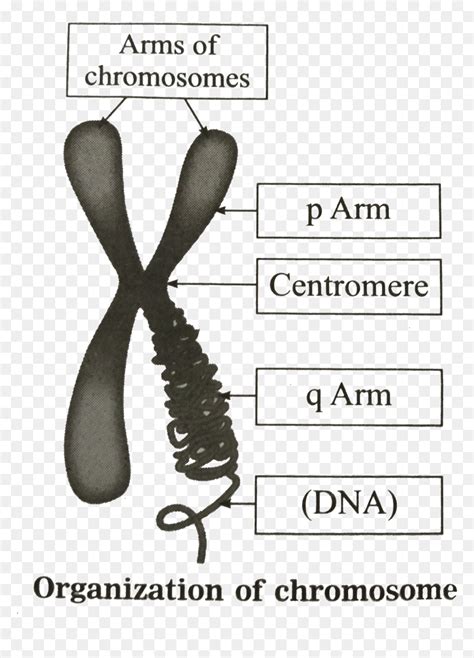 Draw The Structure Of Chromosome, HD Png Download - vhv