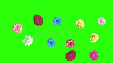 Animation Of Red Roses Graphic Design On Green Screen Transition