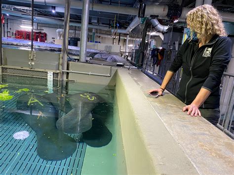 Cincinnati Zoo Takes In Three Orphaned Manatees For Rehabilitation