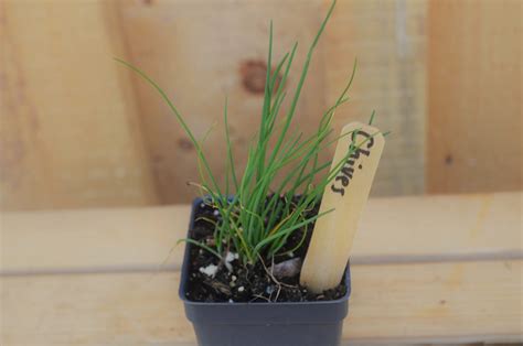 Chives Plant - Great Day Gardens