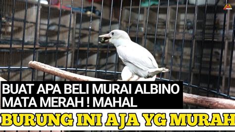 Buat Apa Beli Murai Batu Albino Mata Merah Mahal Burung Ini Aja Yg