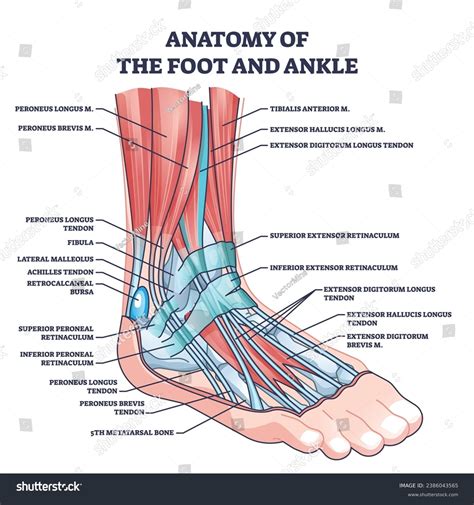 Anatomy Of Foot And Ankle With Labeled Medical Royalty Free Stock