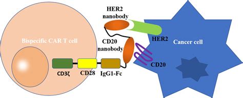 Bispecific Car T Cells Targeting Cancer Cells The Traditionally Used