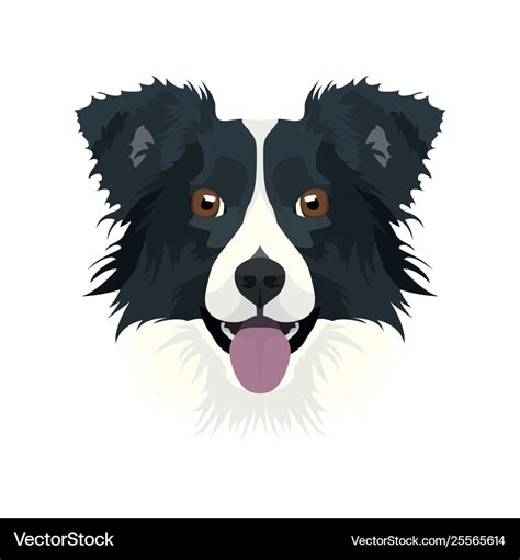 Border Collie Royalty Free Vector Image Vectorstock