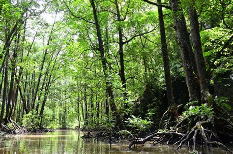 Restauración Ecológica De Ecosistema De Manglar En La Ciénaga De Mallorquín Ruta Costera