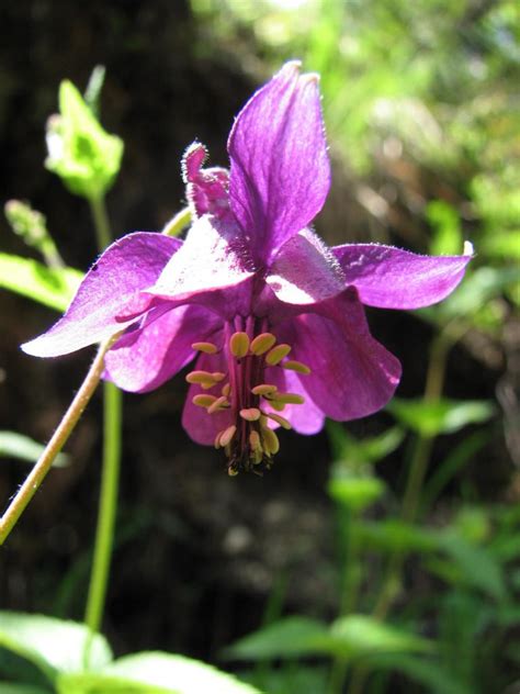 Akelei, Aquilea vulgaris