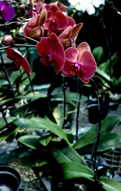 Phalaenopsis Anggrek Bulan Kampoeng Anggrek