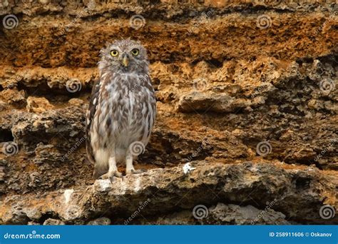 Lechuza O Atene Noctua Encaramados En Una Roca Foto de archivo - Imagen ...