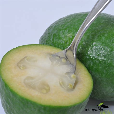 Feijoa Arhart Incredible Edibles Nzs Edible Plant Specialists