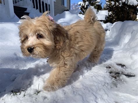 45+ Full Grown Maltipoo Brown And White - l2sanpiero