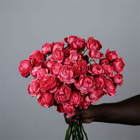 Spray Rose Julieta Raspberry - Mayflower Studio