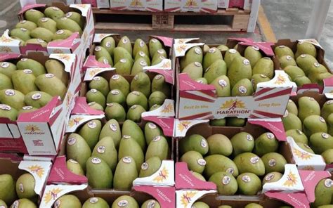 Productores impulsan cultivo de mango orgánico en el Soconusco El