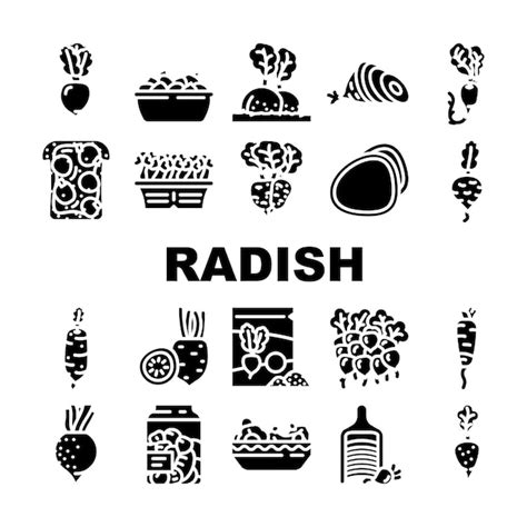 Premium Vector Radish Food Organic Vegetable Icons Set Vector Healthy