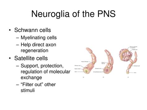 Ppt Neurons Neuroglia And Organization Of The Nervous System