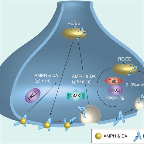 Transporters Regulate Dopamine Reuptake And Storage In The Nerve