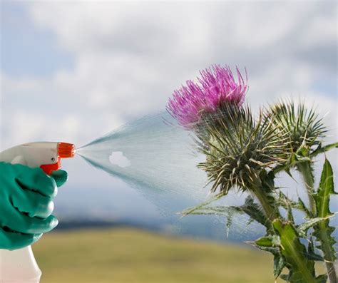 Comment tuer des chardons naturellement quelques recettes de grand mère