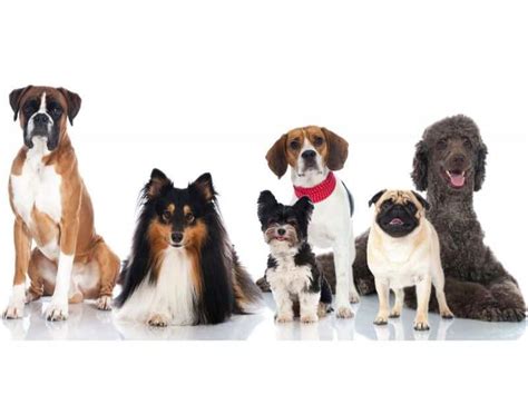 Breed Dog Size Chart: Understanding Your Dog’s Need by Size