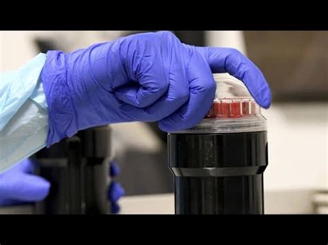 "Кровяные фермы": в Исландии выращивают кобыл-доноров крови… - YouTube