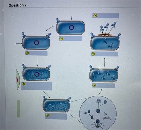 Microbiology Lecture Quiz Based Flashcards Quizlet