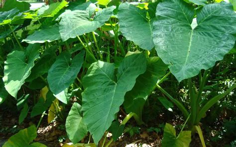 Planting Elephant Ear Bulbs In Pots Garden Super Power