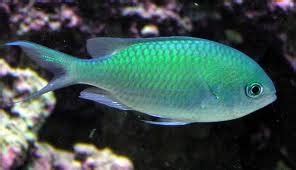 Blue Green Chromis | Aquarama