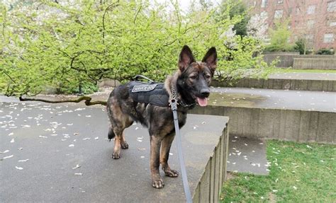 ⊛ Los Perros Policías Más Efectivos Del Mundo Policía Nacional