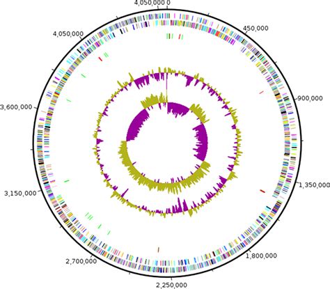 Graphical Circular Map Of The Chromosome From The Outside To The