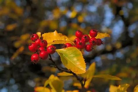 Apfeldorn Pflegen Und Pflanzen Der Perfekte Hausbaum