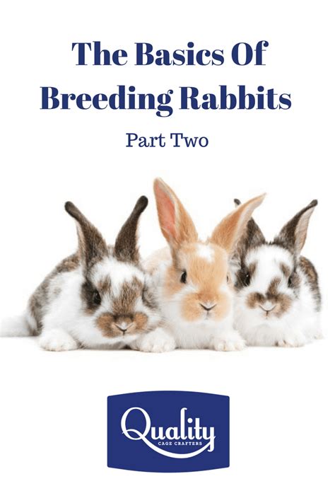 The Basics of Breeding Rabbits – Part Two | Rabbit breeds, Rabbit, Breeds