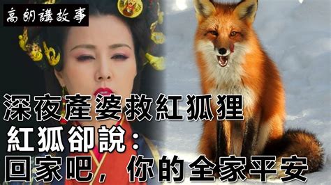 民間故事：深夜產婆救紅狐狸，紅狐卻說：回家吧，你的全家平安｜高朗講故事 Youtube