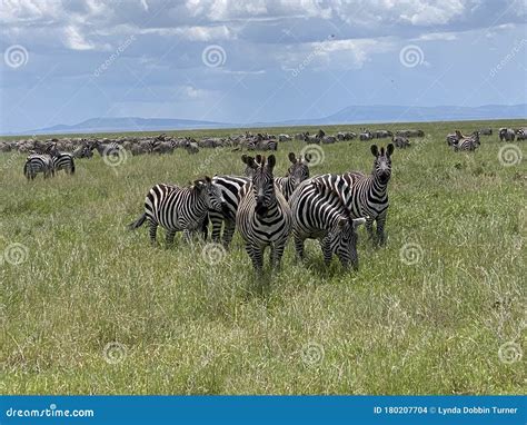 Zebra Migration Serengeti Breathtaking Safari Stock Photo - Image of africa, migration: 180207704