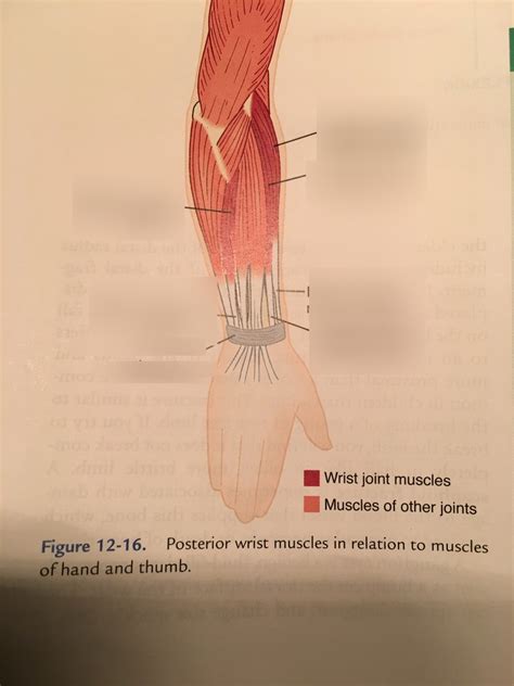 Wrist Extensors Diagram Quizlet