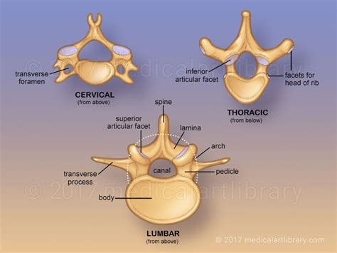 License Image A Typical Vertebra Consists Of A Body An Arch And A