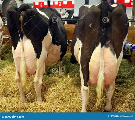 The Holstein Udder is an International Breed or Group of Breeds of ...